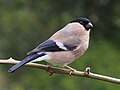 Profile Photo of Finch - Wikipediaon Wikipedia