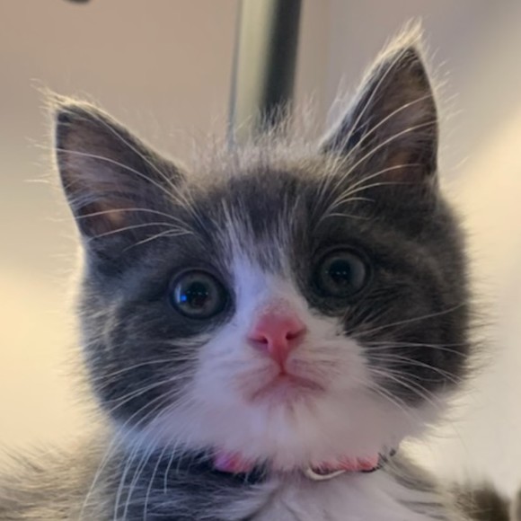 Profile Picture of Rieko Tsukagoshi (@pearbranch) on Poshmark