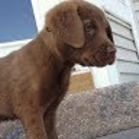 Profile Picture of Dawn Sukach (@dmsukach) on Poshmark