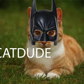 Profile Picture of Jacob Champoux (@CatDudeOffical) on Twitter
