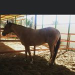 Profile Picture of adolfo_ceballos.jr (@adolfo_ceballos.jr) on Instagram