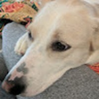 Profile Picture of Kelsey Sharpe (@kelsey-sharpe-16) on Quora