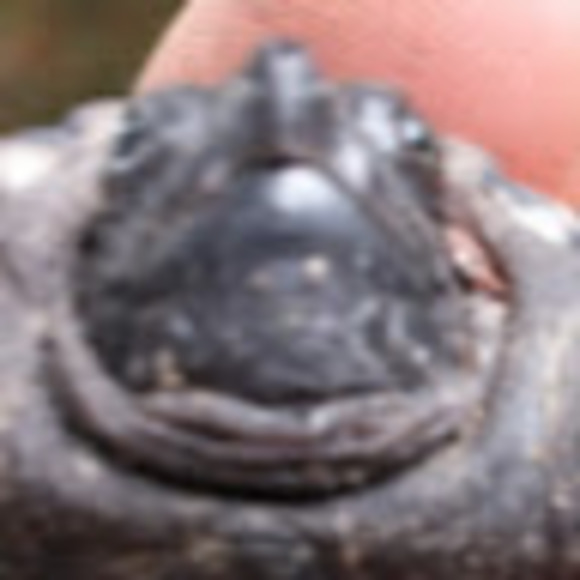 Profile Picture of Alex Okinczyc (@zgecko26) on Poshmark