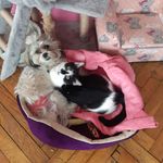 Profile Picture of Nicola Sobota (@sobotanicola) on Instagram