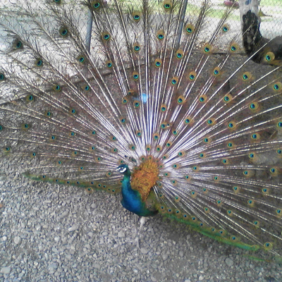 Sonia Ivon Rivera - Twitter Profile Picture of Sonia Ivon Rivera (@ivon_ivrn) on Twitter