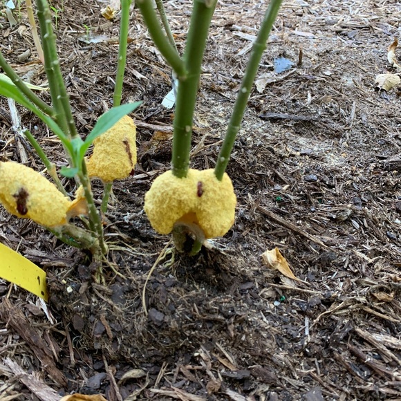 Profile Picture of James Davis (@jfd4249) on Poshmark