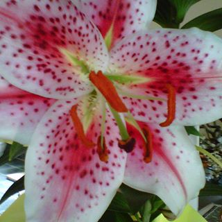 Profile Picture of Joanne Devuono (@joanne.devuono.9) on Facebook