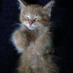 Profile Picture of Jake (@jim.mcivermcivermciver) on Instagram