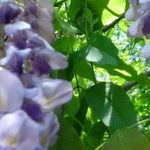 Profile Picture of Corinee Guy (@corineeguy) on Instagram