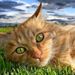 Profile Picture of Lorin Tyrrell (@lorintyrrell) on Pinterest