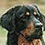 Profile Picture of spencersdogs (@spencersdogs) on Flickr