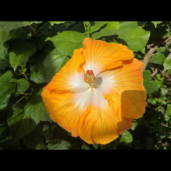 Profile Picture of Bridget Kyriakos (@bridgetk11) on Poshmark