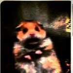 Profile Picture of Lilly Athena Faught (@cheesemonkey12345) on Instagram