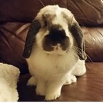 Profile Picture of Curtis Uberti (@curtis_uberti) on Instagram