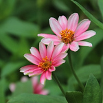 Profile Picture of のん のん (@mme_nonnon_maman) on Flickr