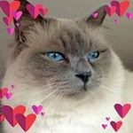 Profile Picture of Catherine Labbe (@catherine.labbe.731) on Instagram