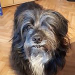 Tommy Tommy - Instagram Profile Picture of Tommy Tommy (@thomastormann61) on Instagram