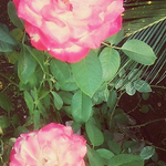 Profile Picture of Prasad Shetty (@prasadshetty336) on Flickr