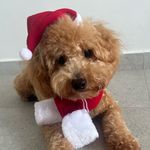 Profile Picture of Milo Soh Gao D Toy Poodle (@milosoh_toy) on Instagram