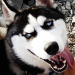 Profile Picture of Sean Penn (@seanpenn_husky) on Instagram