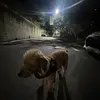 Profile Picture of Andrew (@voncoco_) on Tiktok