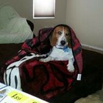 Profile Picture of Steve Hays (@ninersteve1753) on Instagram