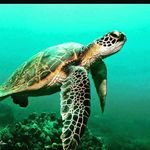 Profile Picture of christopher (@kingturtle1999) on Instagram