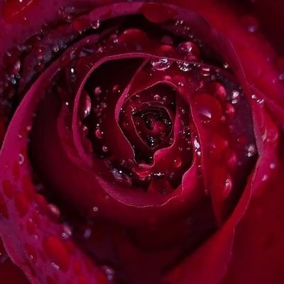 Profile Picture of Savannah Singleton (@Savanna75138394) on Twitter