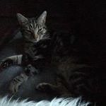 Profile Picture of Gemma Forshaw (@gemmaforshaw199) on Instagram