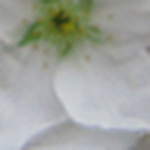 Profile Picture of Iori (@iori_faker) on Flickr