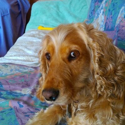 Profile Picture of Tracey (@Tracey20062261) on Twitter