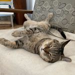 Profile Picture of Nikki Self (@runt_club_romi) on Instagram