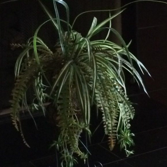 Profile Picture of Kim Cumbee (@cumbeekn) on Poshmark