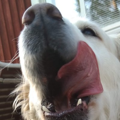 Profile Picture of Ian Oliver (@i_j_oliver) on Twitter