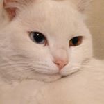 Profile Picture of Nathan Macias (@random_ramen1) on Instagram