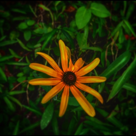 Profile Picture of Laura Clouser (@clouserlaura2) on Poshmark