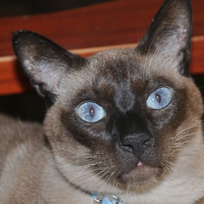 Profile Picture of Nico Daniel Calcagno (@CalcagnoNico) on Twitter
