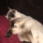 Profile Picture of Peyton Gibbs (@trash_king_spam) on Instagram