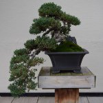 Profile Picture of Robert Howe Jr (@rhowejr) on Instagram