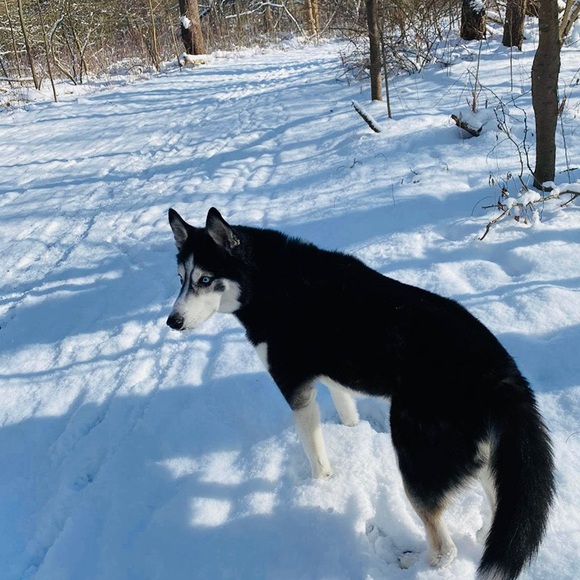 Profile Picture of Gabriela Nappo (@gdnappo) on Poshmark