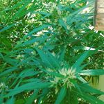 Profile Picture of Aaron Leroy (@aaronleroy9450) on Instagram