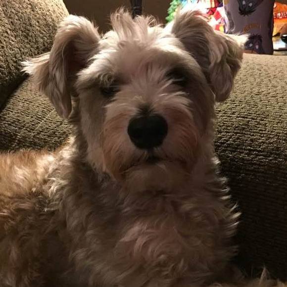 Profile Picture of Shelley Connorton (@sconnorton) on Poshmark