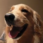 Profile Picture of Kevin Meng (@pilot0824) on Instagram