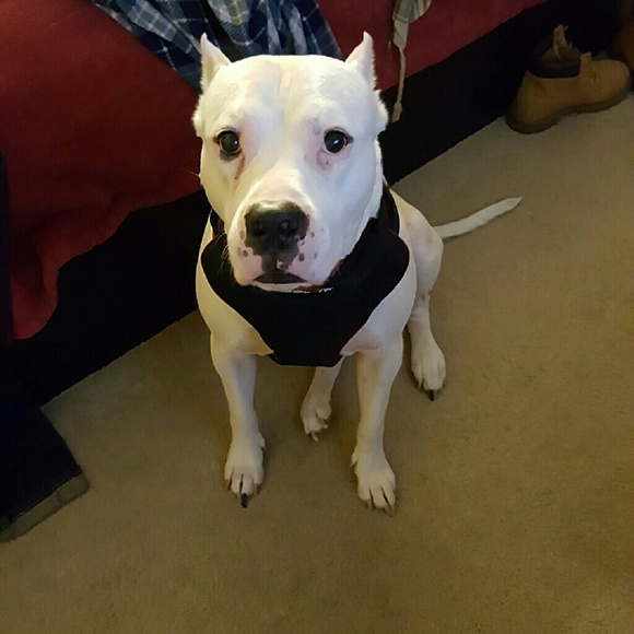 Profile Picture of Timothy Massey (@puddy724) on Poshmark