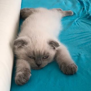 Profile Picture of Dirk Strauch (@dirk.hertwig.58) on Facebook