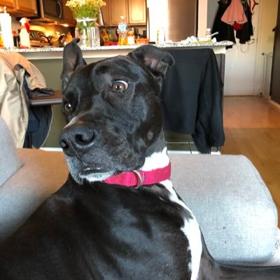 Profile Picture of Richard Quijano (@richardquijano) on Twitter