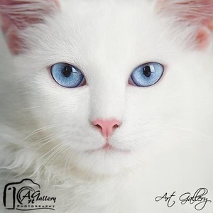 Profile Picture of Felix Lima (@351943987) on Myspace