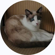 Profile Picture of Emilio Zamudio (@fazezamudio8247) on Youtube