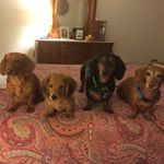 Profile Picture of Nancy Wilkinson (@doxie_nana) on Instagram