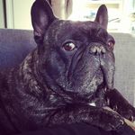Profile Picture of David Katona (@fonsdav) on Instagram